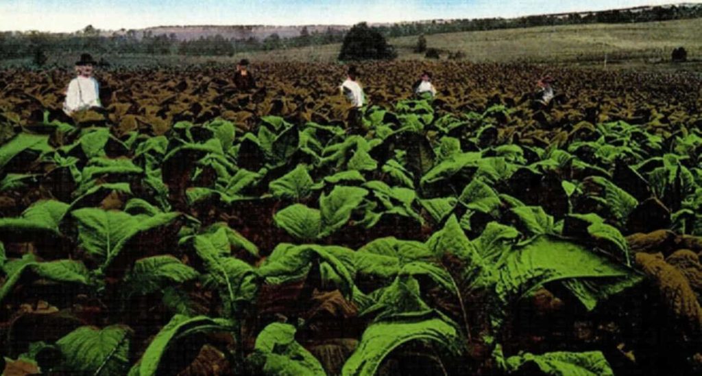 Vintage photo of Kentucky tobacco farmers